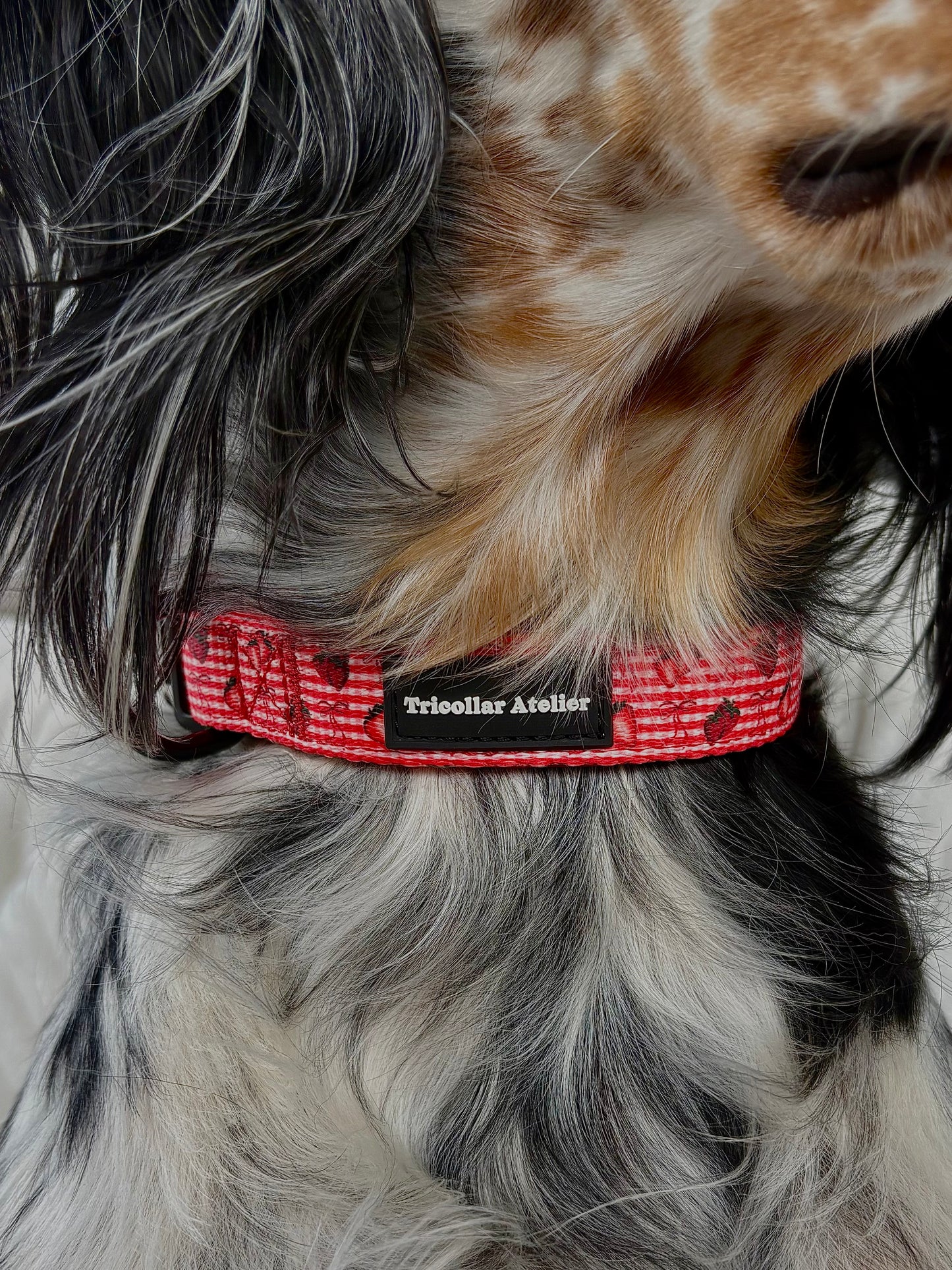 Paws & Berries - Stawberry dog collar